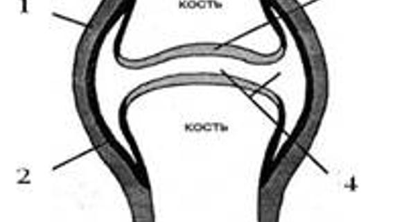 Превью картинка статьи Сколько выдерживает тазобедренная кость