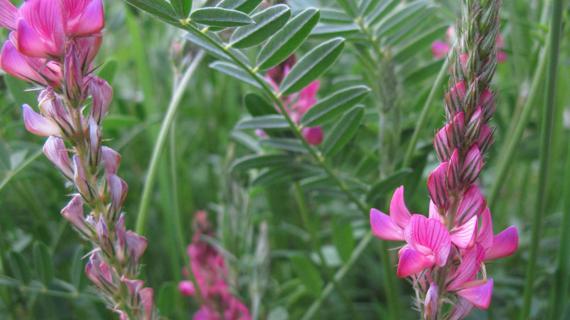Превью картинка статьи Полезные свойства эспарцет