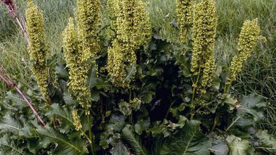 Превью картинка статьи Хризофановая кислота полезные свойства