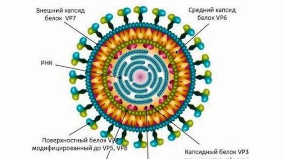 Превью картинка статьи Что такое интоксикация организма при ротовирусе