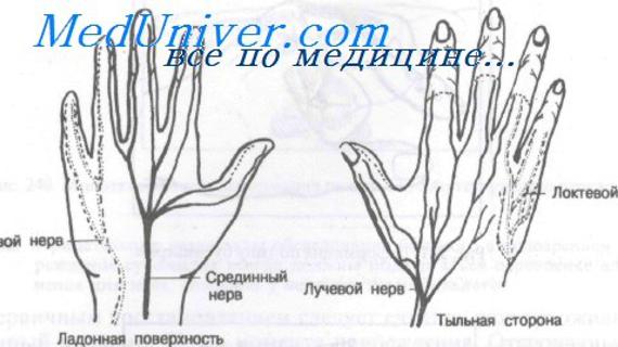 Превью картинка статьи Как выглядит кисть при повреждении локтевого нерва