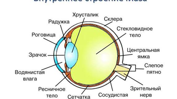 Превью картинка статьи Травма глаза: первая помощь, лечение, обезболивающие капли