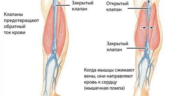 Превью картинка статьи Классификация варикозной болезни по сеар: хроническая венозная недостаточность нижних конечностей