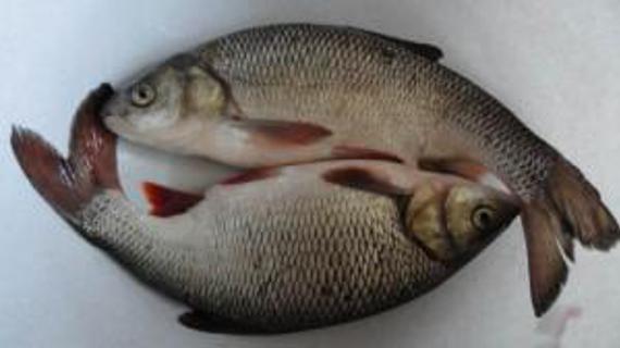 Превью картинка статьи Глисты у карася: фото, есть ли описторхоз в карасе