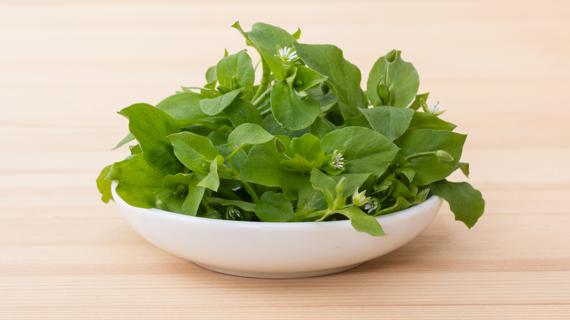 Превью картинка статьи Мокрица для лечения суставов: применение и отзывы