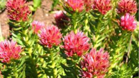 Превью картинка статьи Золотой корень при туберкулезе