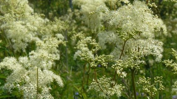 Превью картинка статьи Белоголовник при грудном вскармливании