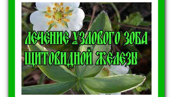 Превью картинка статьи Лечение щитовидной железы народными средствами отзывы