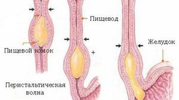 Превью картинка статьи Спазм пищевода при остеохондрозе, на нервной почве: симптомы и лечение, как его снимать, причины. Симптомы кардиоспазма и диффузного спазма пищевода.