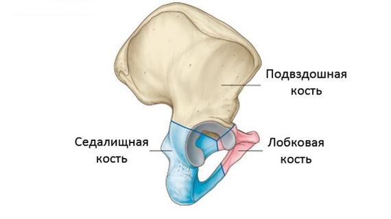 Превью картинка статьи Тазовая кость: строение и типичные болезни, травмы, прогноз