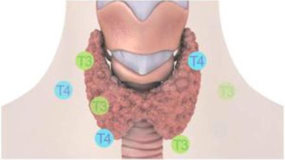 Превью картинка статьи Анализы щитовидной железы какие сдавать женщине