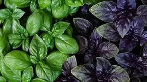 Превью картинка статьи Базилик при повышенной кислотности желудка