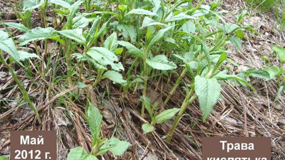 Превью картинка статьи Чем полезна кислянка