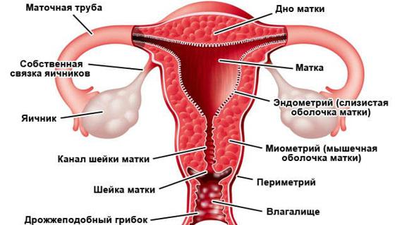 Превью картинка статьи Пульсирует влагалище при молочнице