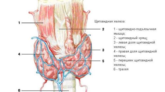 Превью картинка статьи повышенный гормон ттг у женщин причины и последствия