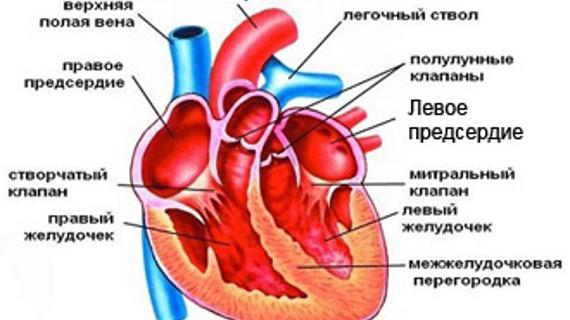 Легочная вена впадает в левое предсердие. Клапаны сердца норма. Какие вены впадают в правое предсердие.