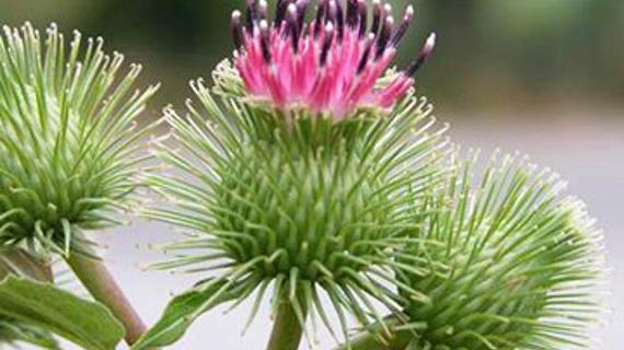 Превью картинка статьи Полезные свойства лопуха при женских болезнях