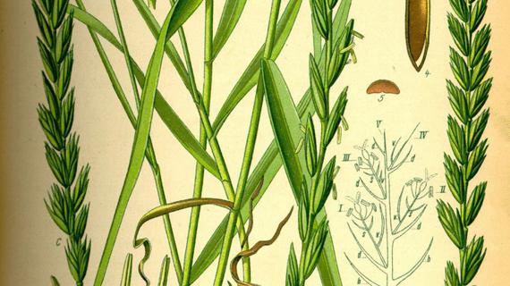 Превью картинка статьи Пырей и его лечебные свойства при раке