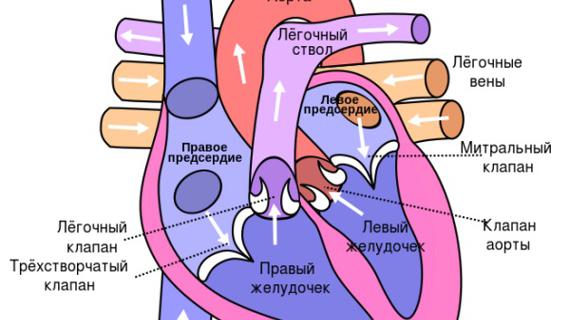 Превью картинка статьи Атрофия левого желудочка сердца: что это такое, симптомы и методы лечения