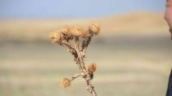 Превью картинка статьи Полезные свойства верблюжья колючка