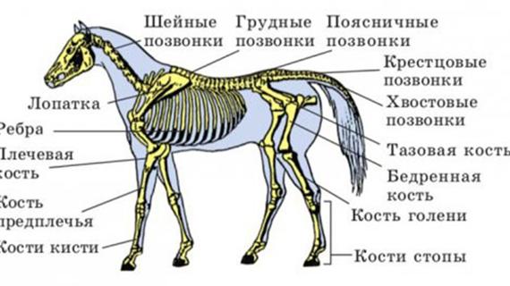 Превью картинка статьи Сколько поясничных позвонков у лошадей