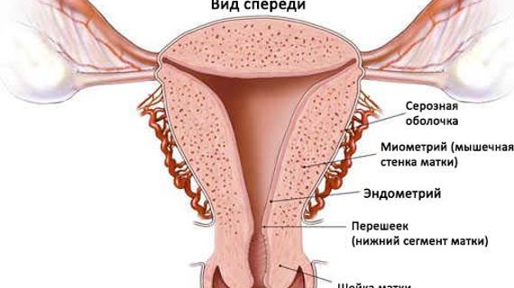 Превью картинка статьи Эндометрия матки: что это такое доступным языком