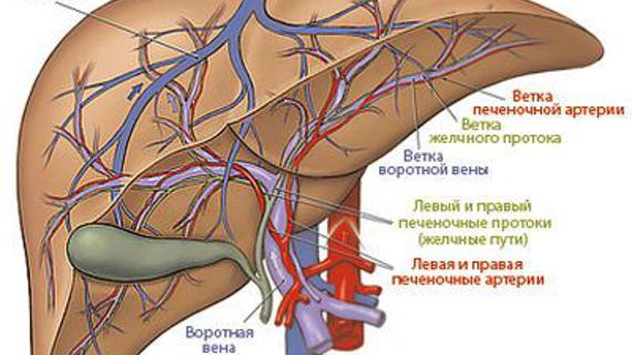 Превью картинка статьи Кровоснабжение печени: особенности, схема кровообращения