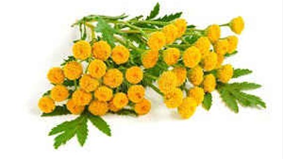 Превью картинка статьи Пижма в косметологии полезные свойства