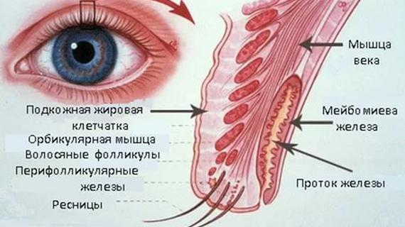 Превью картинка статьи Мейбомит: симптомы и лечение, фото на нижнем и верхнем веке