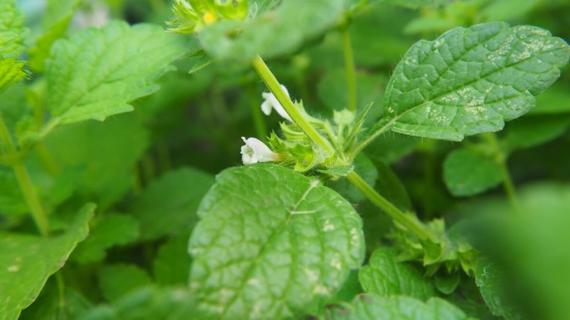 Превью картинка статьи Как влияет мелисса на месячные