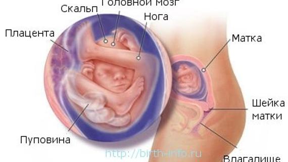 Превью картинка статьи 18 неделя беременности: возраст плода 16 недель
