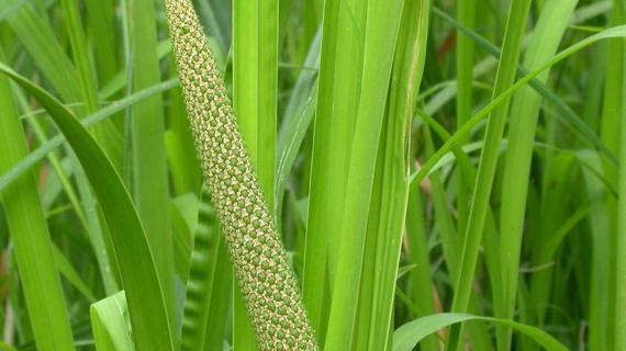 Превью картинка статьи Аир для потенции: эффективные рецепты из корня болотного аира