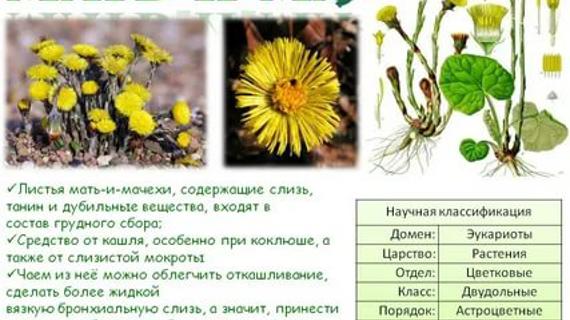 Превью картинка статьи Можно ли при лактации мать и мачеху