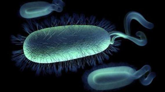 Превью картинка статьи Коккобациллярная флора при беременности лечение