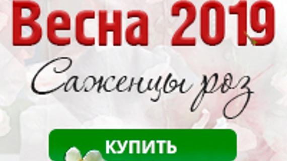 Превью картинка статьи Таволга полезные свойства отзывы