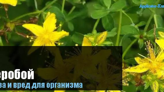Превью картинка статьи Зверобой, польза и вред для здоровья после 50 лет, лечебные свойства, противопоказания для женщин