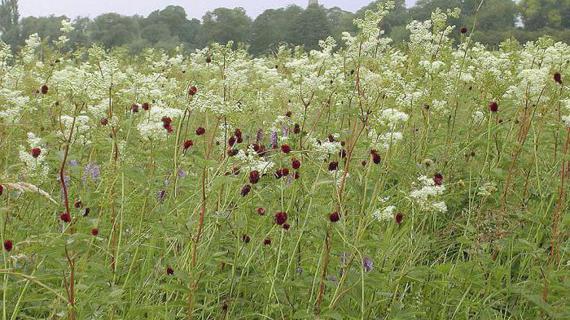 Превью картинка статьи Мед из таволги полезные свойства и противопоказания